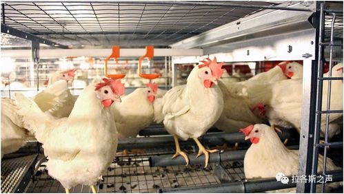 全球多地畜禽養(yǎng)殖業(yè)調(diào)整，糧食安全與產(chǎn)業(yè)鏈轉(zhuǎn)型挑戰(zhàn)并存