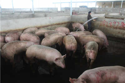 廣西定點屠宰場 上等鮮肉供應(yīng)與休閑垂釣體驗