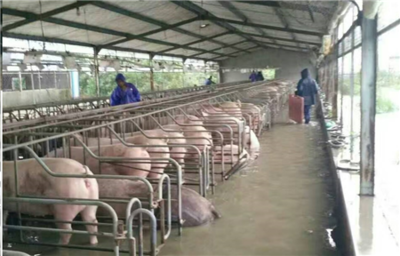 洪水無情，中糧有情——“新飼軍”與客戶攜手抗洪，共筑水產養殖防線