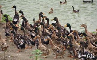 新疆于田麻鴨 特色畜禽資源新成員，點亮水產養殖新圖景