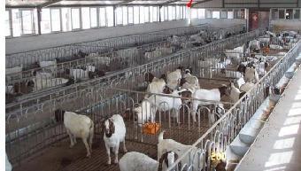 山東泰安 規?；B殖賦能，山羊產業煥發新活力